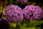 Allium Giganteum